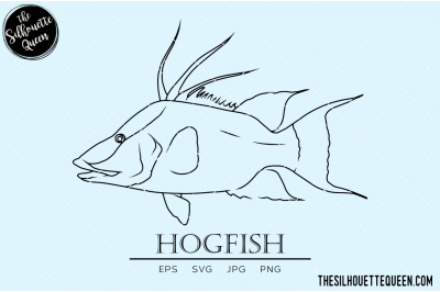 Hogfish Hand sketched, hand drawn vector clipart