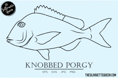 Knobbed Porgy Hand sketched, hand drawn vector clipart