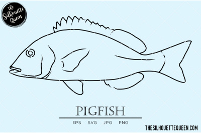 Pigfish Hand sketched, hand drawn vector clipart