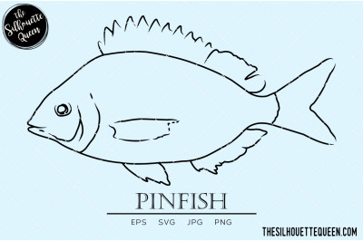 Pinfish Hand sketched, hand drawn vector clipart