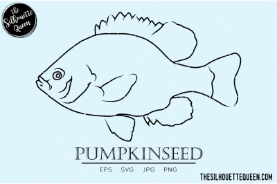 Pumpkinseed Hand sketched, hand drawn vector clipart