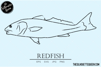 Redfish Hand sketched, hand drawn vector clipart