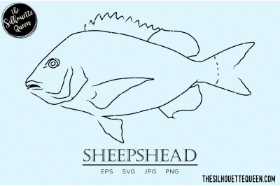 Sheepshead Hand sketched, hand drawn vector clipart