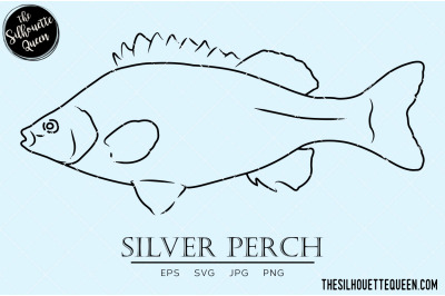 Silver Perch Hand sketched, hand drawn vector clipart