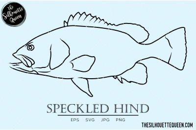 Speckled Hind Hand sketched, hand drawn vector clipart