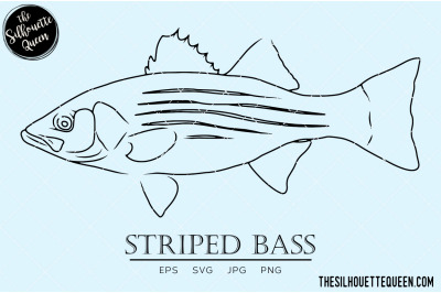 Striped Bass Hand sketched, hand drawn vector clipart