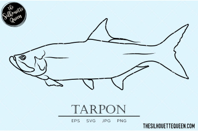 Tarpon Hand sketched, hand drawn vector clipart