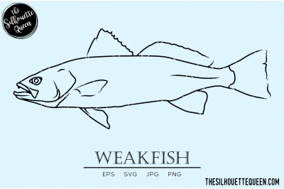 Weakfish Hand sketched, hand drawn vector clipart