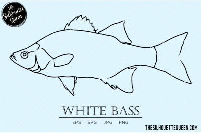 White Bass Hand sketched&2C; hand drawn vector clipart