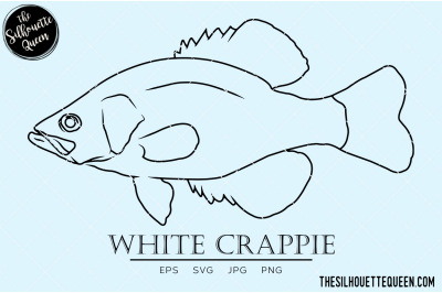 White Crappie Hand sketched, hand drawn vector clipart