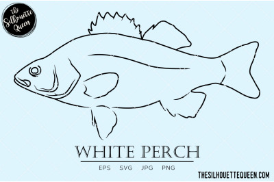 White Perch Hand sketched, hand drawn vector clipart