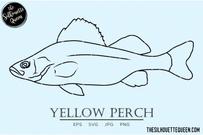 Yellow Perch Hand sketched, hand drawn vector clipart