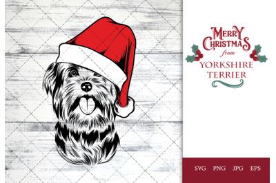 Yorkshire Terrier Dog in Santa Hat for Christmas