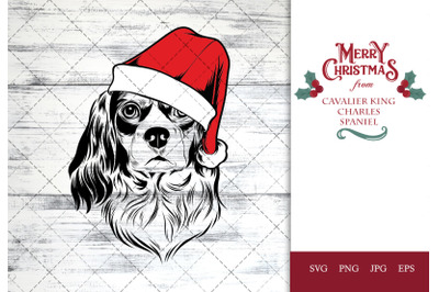 Cavalier King Charles Spaniel Dog in Santa Hat for Christmas