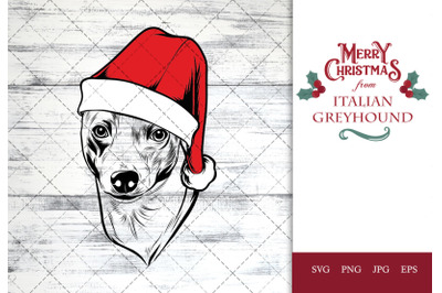 Italian Greyhound Dog in Santa Hat for Christmas