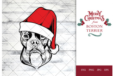 Boston Terrier Dog in Santa Hat for Christmas