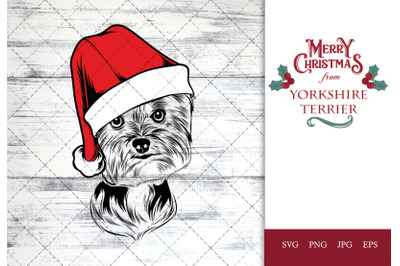 Yorkshire Terrier Dog in Santa Hat for Christmas