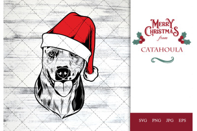 Catahoula Dog in Santa Hat for Christmas