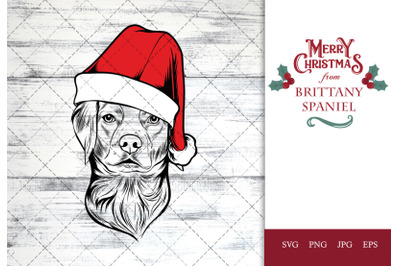 Brittany Spaniel Dog in Santa Hat for Christmas