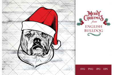English Bulldog Dog in Santa Hat for Christmas