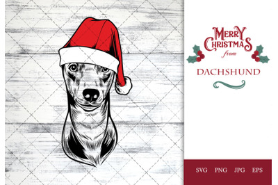 Dachshund Dog in Santa Hat for Christmas