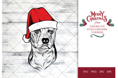 American Staffordshire Terrier Dog in Santa Hat for Christmas
