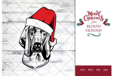 Blood Hound Dog in Santa Hat for Christmas