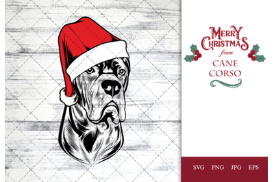 cane corso Dog in Santa Hat for Christmas