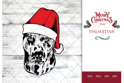 dalmatian Dog in Santa Hat for Christmas