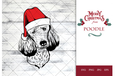 Poodle Dog in Santa Hat for Christmas