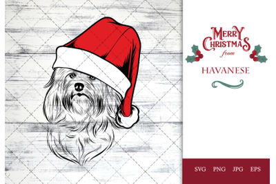 Havanese Dog in Santa Hat for Christmas