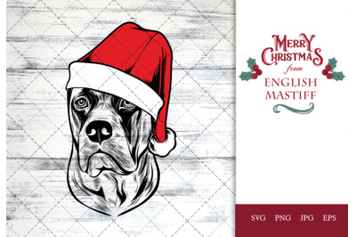 English Mastiff Dog in Santa Hat for Christmas