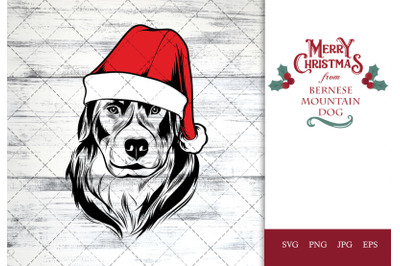 Bernese Mountain Dog Dog in Santa Hat for Christmas