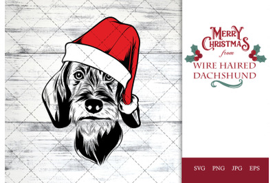 Wire Haired Dachshund Dog in Santa Hat for Christmas