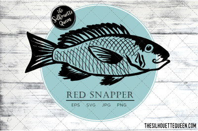 Hand drawn, Sketched Red Snapper Fish Vector