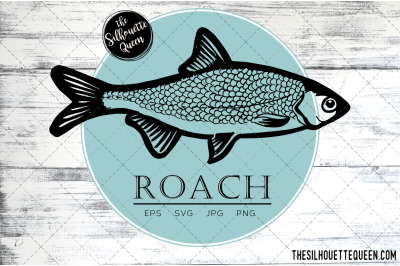 Hand drawn, Sketched Roach Fish Vector