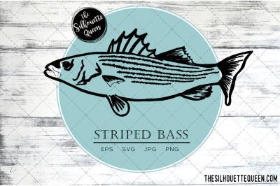 Hand drawn, Sketched Striped Bass Fish Vector