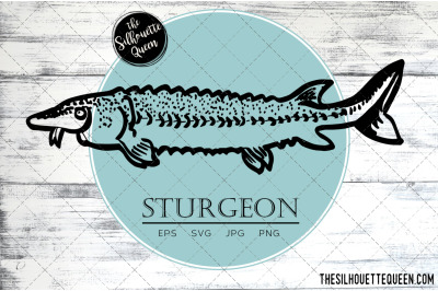 Hand drawn, Sketched Sturgeon Fish Vector