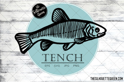 Hand drawn, Sketched Tench Fish Vector