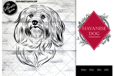 Havanese  Dog Funny Head vector