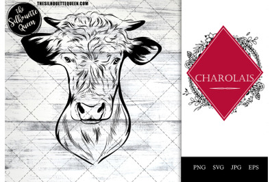 Charolais Cow Funny Head Portrait Sketch Vector