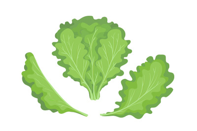 Green lettuces leaves
