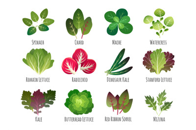 Salad leaves, vegetable plants
