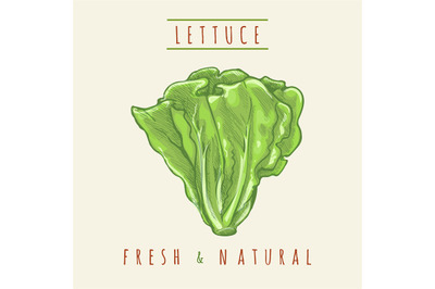 Hand drawing lettuce sketch