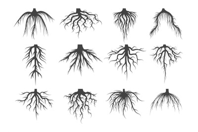 Tree roots sketch