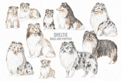 Sheltie dogs png clipart