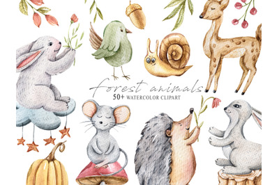 Watercolor cute forest animal clipart - 50 png illustrations