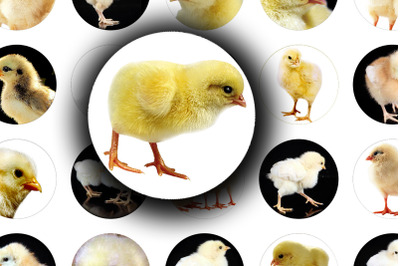 Digital Collage Sheet - Golden Chicken