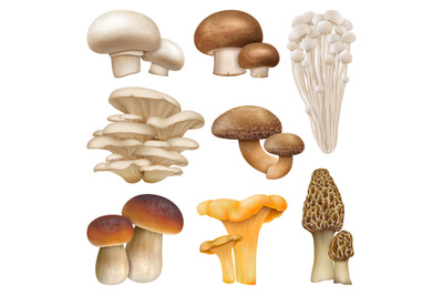 Edible mushroom realistic plants, enoki, oyster mushrooms. Golden chan