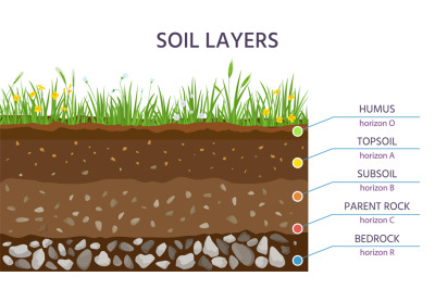 Soil structure layers, ground cross section education diagram. Grass,